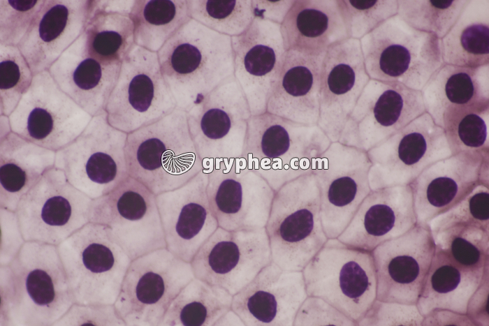 Mue de Triton à plat x100 - gryphea.com